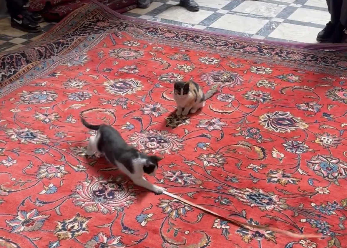 猫